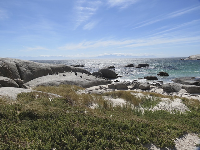 Colônia de pinguins