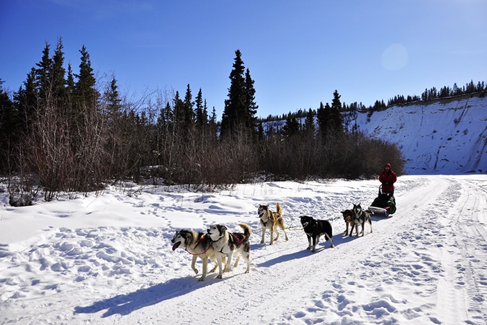 passeio de trenó puxado por cachorros (dog sledding) | Foto por Livia Auler