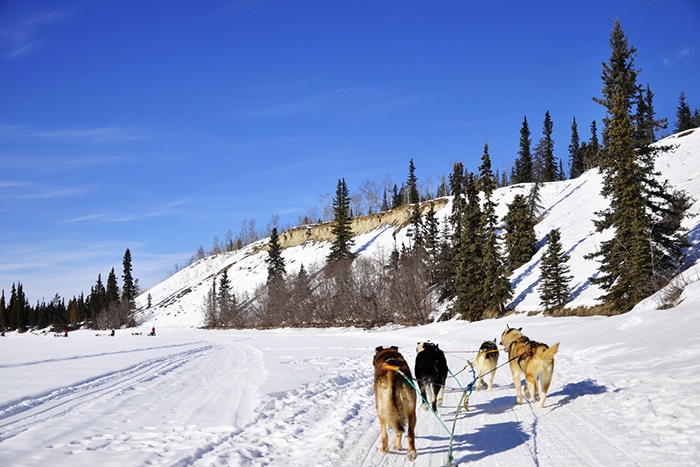 passeio de trenó puxado por cachorros (dog sledding) | Foto por Livia Auler