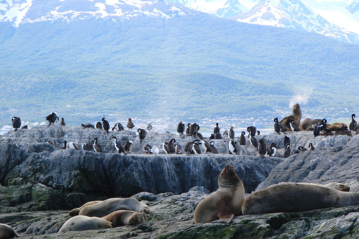 A incrível fauna de Ushuaia | Foto arquivo O Viajante