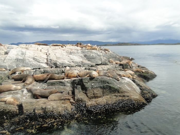 Leões-marinhos no Canal Beagle | Foto por Sabrina Levensteinas