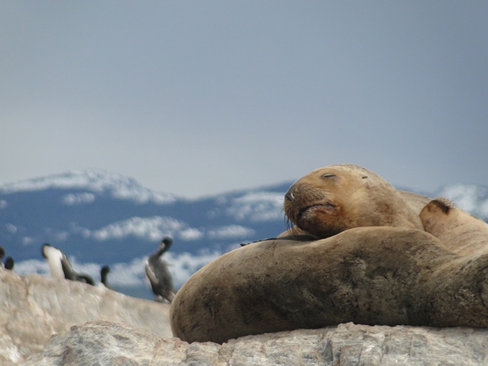 Leões-marinhos no Canal Beagle | Foto por Sabrina Levensteinas