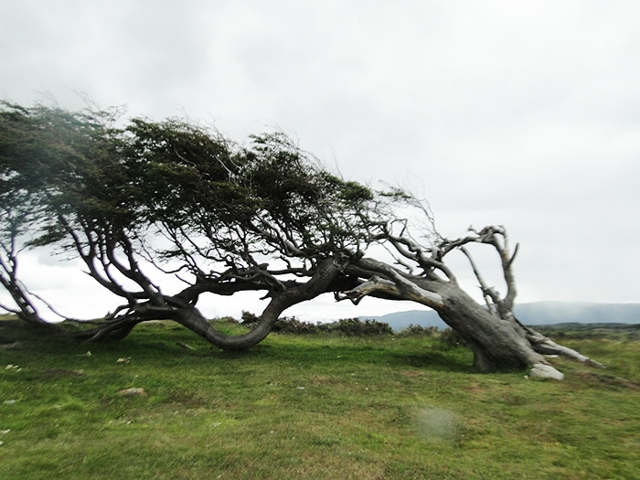 Árvores distorcidas pelo vento | Foto por Sabrina Levensteinas