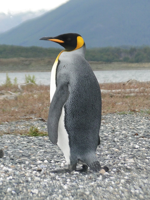 Passeio na Pinguinera: Pinguim imperador | Foto por Sabrina Levensteinas