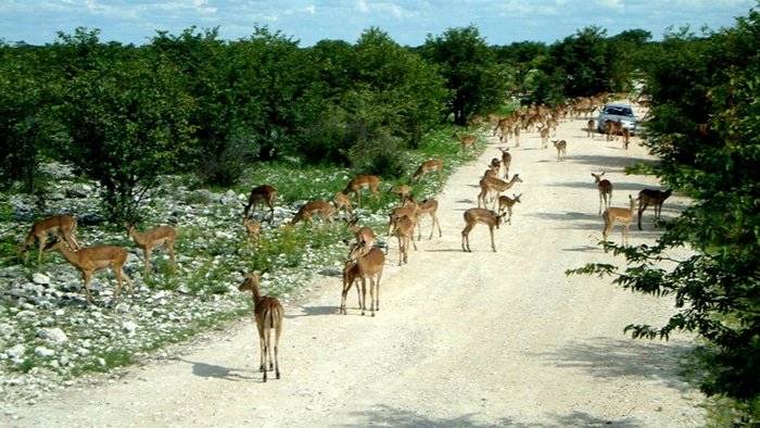 Parque Nacional Etosha | Foto por Felipe Bauermann