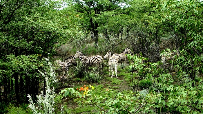 Parque Nacional de Etosha | Foto por Felipe Bauermann