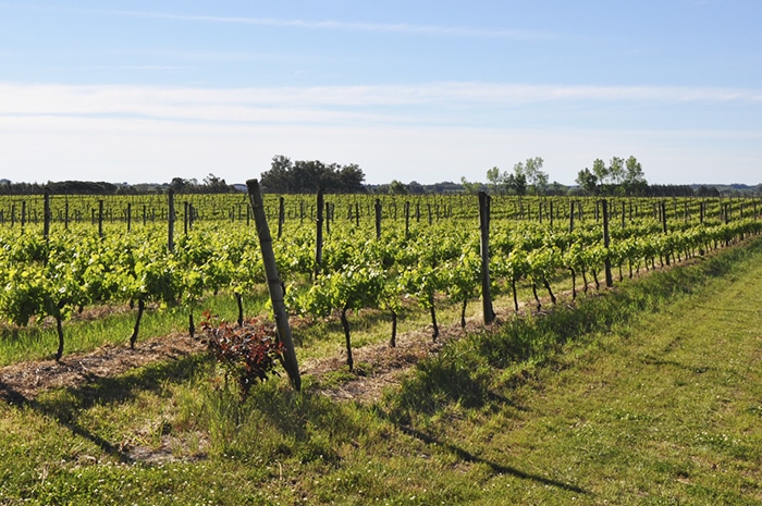 Bodega Juanico, arredores de Montevidéu | foto Zizo Asnis