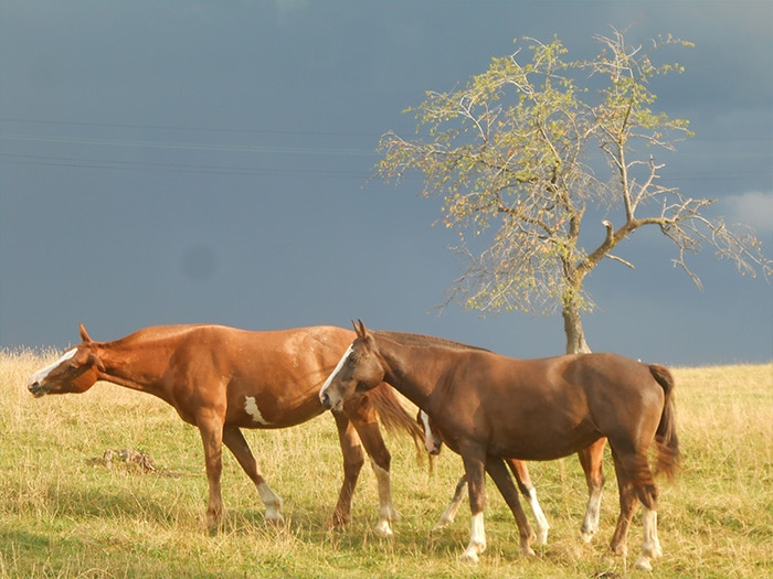 Lindos cavalos pastando em Epiquerez | Foto por Grazi Calazans