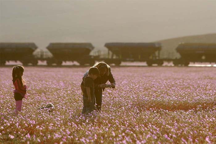 Flores no Deserto do Atacama