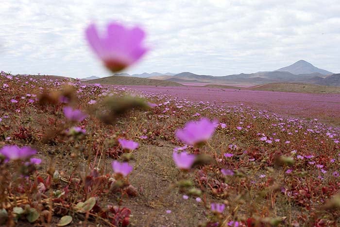 Flores no Deserto do Atacama