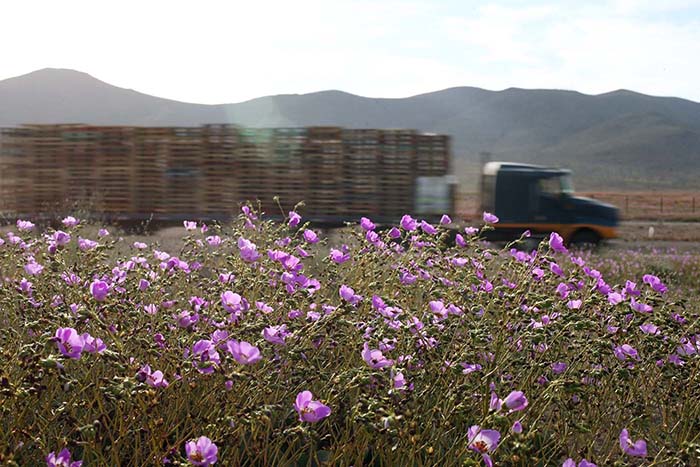 Flores no Deserto do Atacama