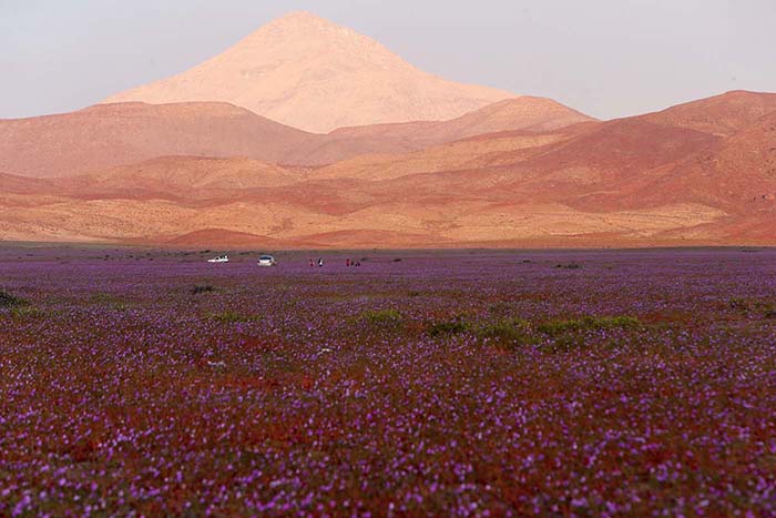 Flores no Deserto do Atacama
