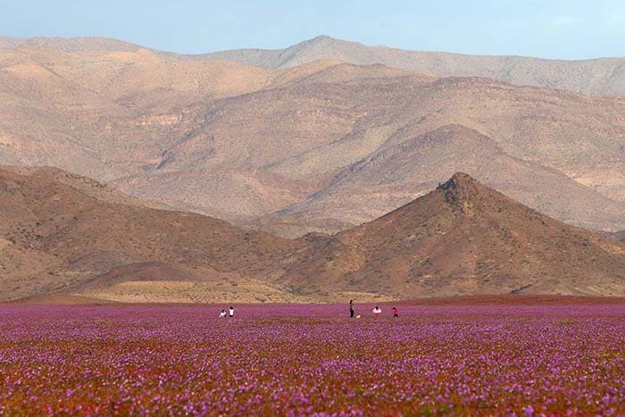 Flores no Deserto do Atacama