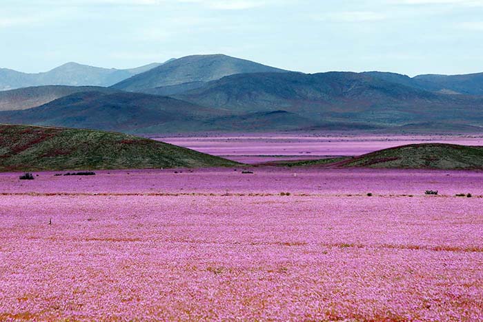 Flores no Deserto do Atacama