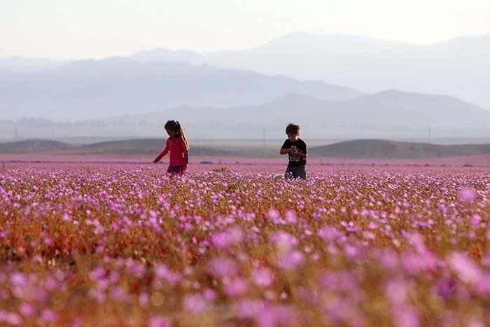 Flores no Deserto do Atacama