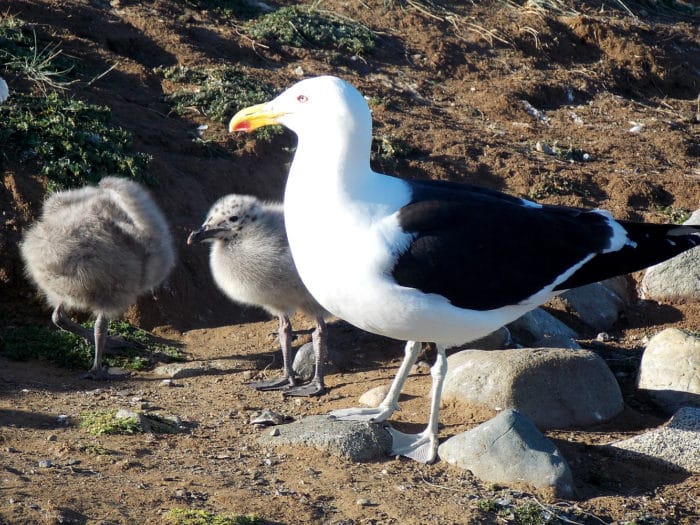Outras aves também habitam a Isla Magdalena | Beto Lisboa
